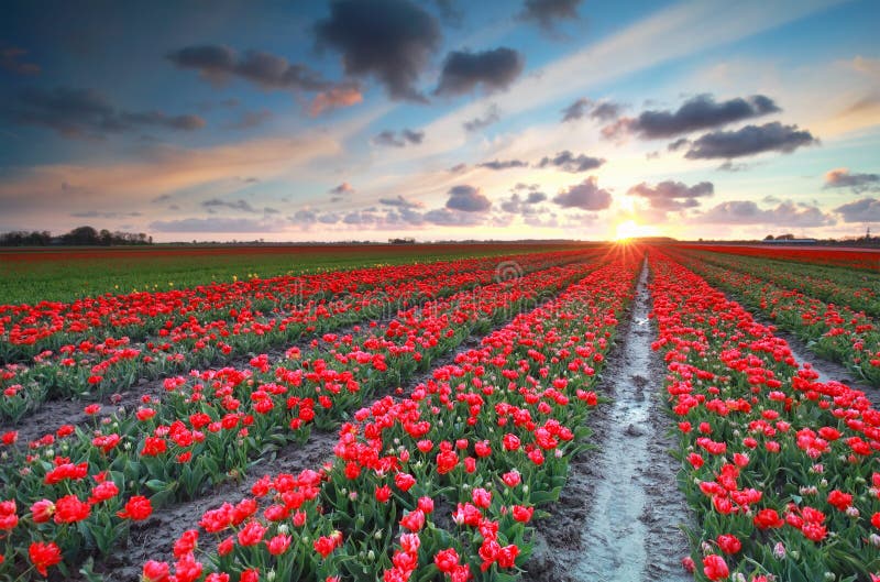 Sundown over red tulip field in spring