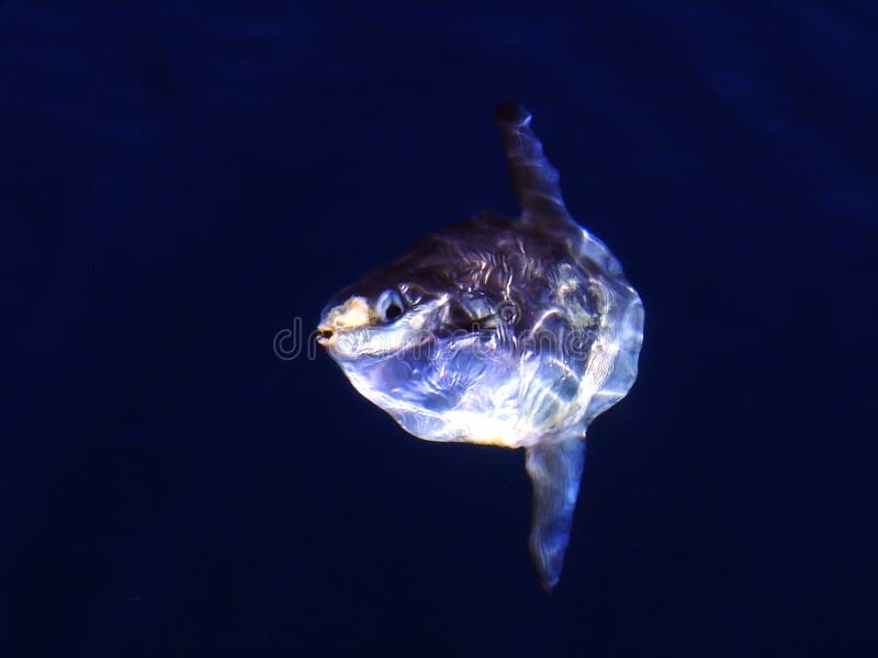 Sunfish Swimming in the Atlantic Ocean in Maine Stock Image Image of