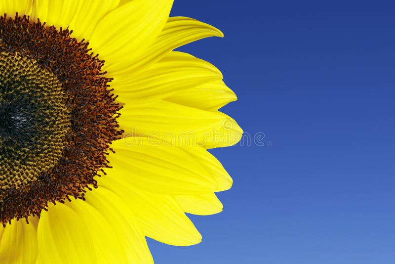 Girasole di fronte azzurro del cielo estivo.