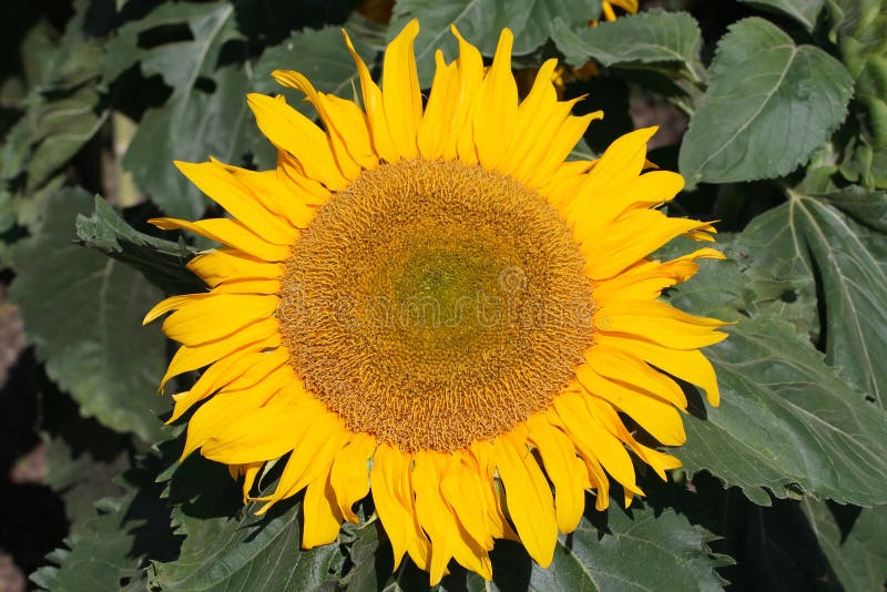 Sunflower stock image