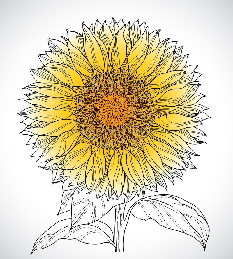 Download Sunflower illustration stock vector. Illustration of ...
