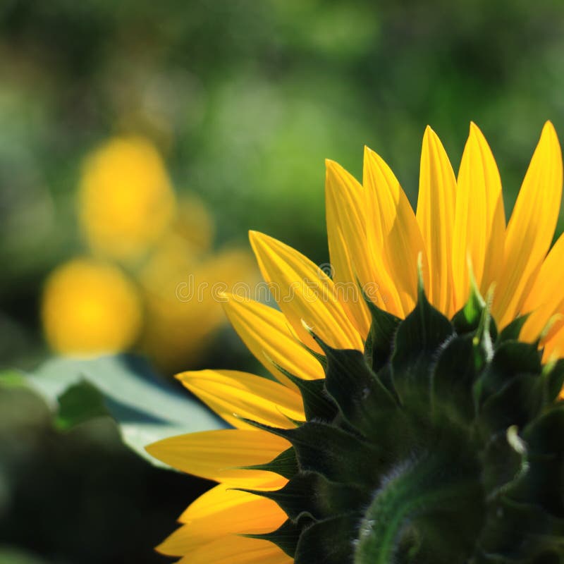 Small / Baby Sunflower Plants Stock Photo Image of detail, beautiful