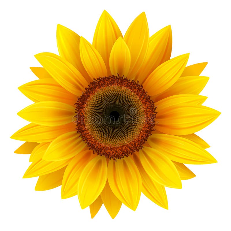 Girasol, realista ilustraciones.