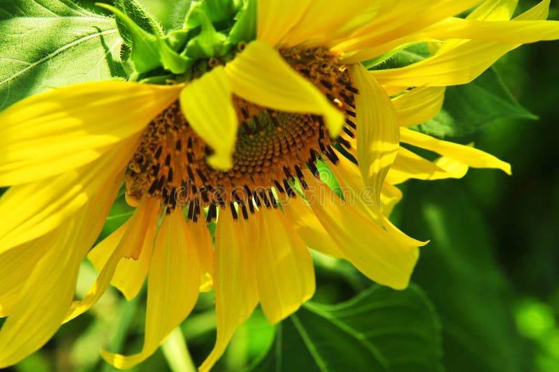 Bending Sunflower Stock Photos Free & RoyaltyFree Stock Photos from