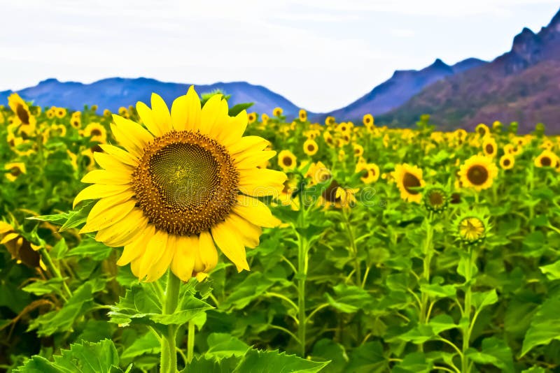 Sunflower