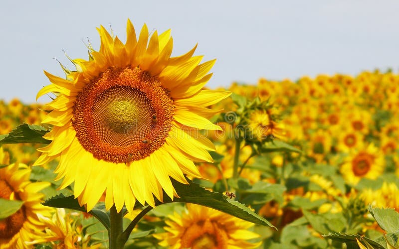 Sunflower