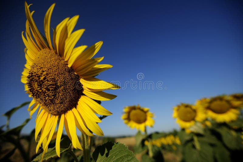 Sunflower