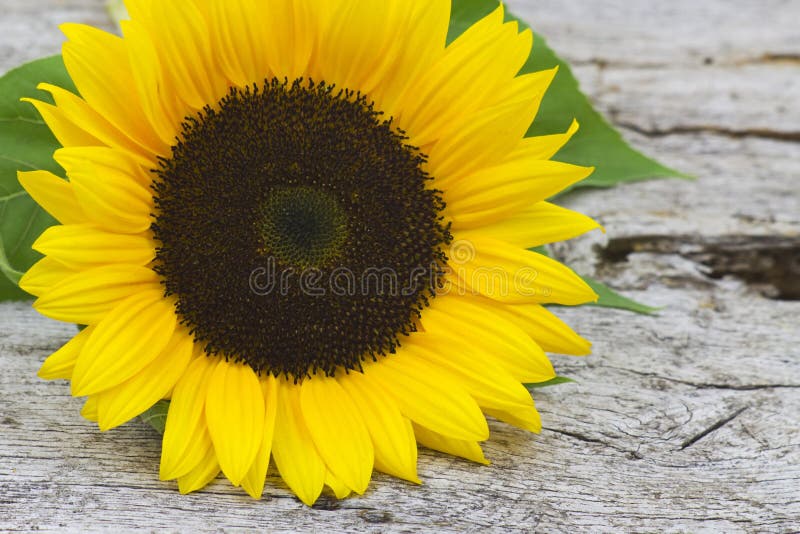Border Daisies Sunflower stock photo. Image of seasonal 733950