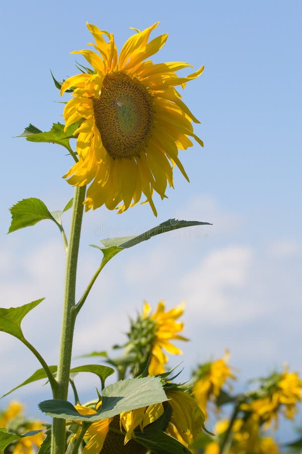 Sunflower Field Kenosha, Wisconsin Stock Photo Image of wisconsin