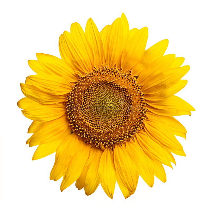 Il giallo girasole.