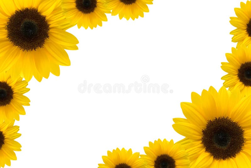 Summer Sunflower Background Stock Illustration Illustration Of Color Floral 72495410