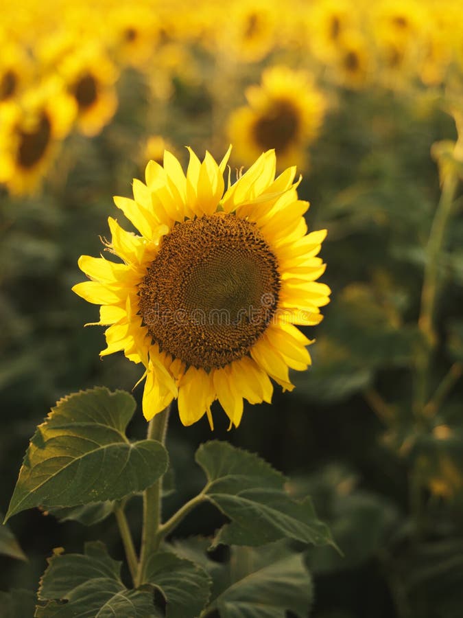 Sunflower.