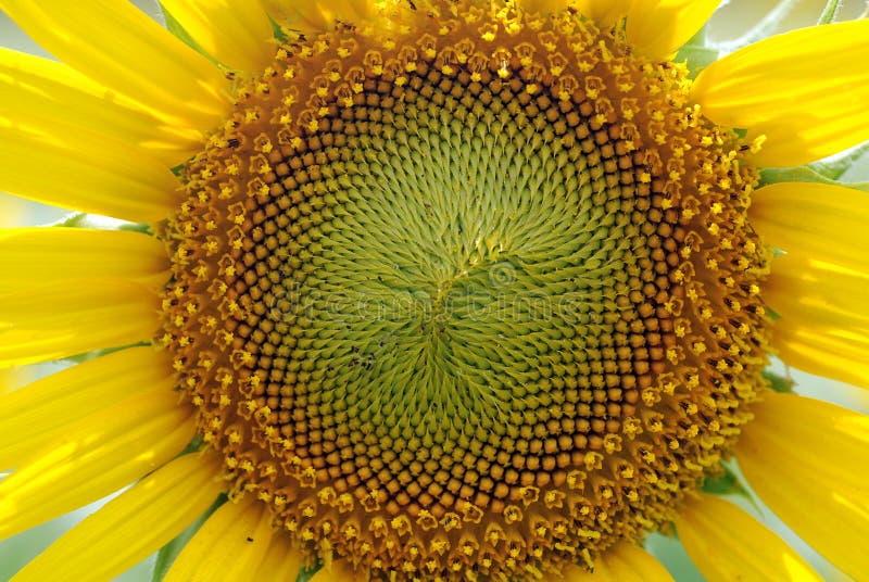 Sunflower stock image. Image of isolated, clipping, lively - 5016967