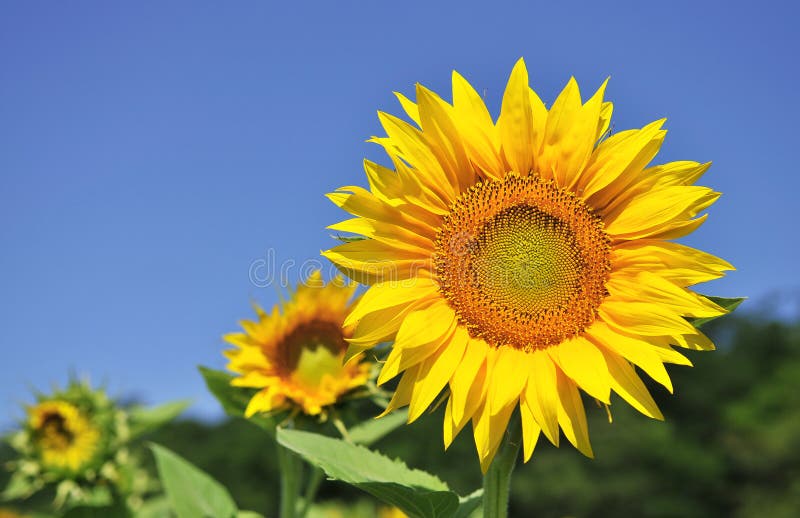 Sunflower