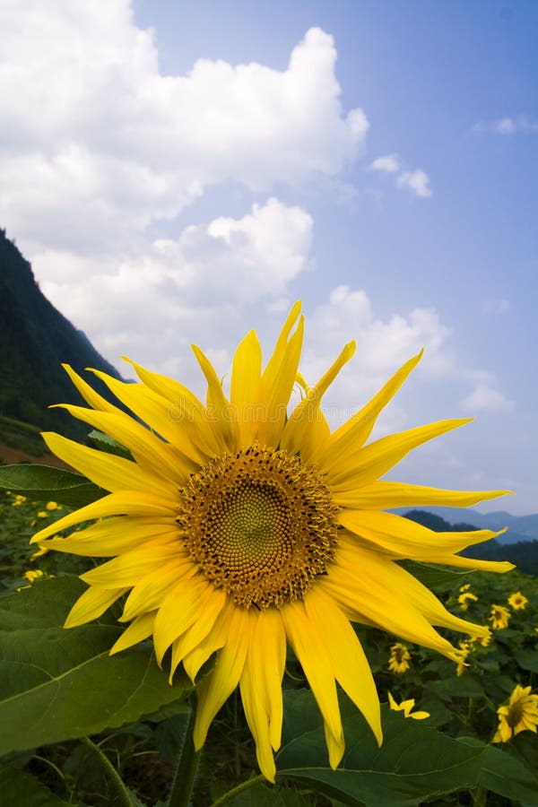 Sunflower