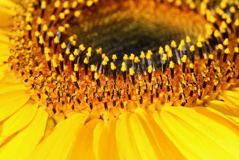 Within the Sunflower