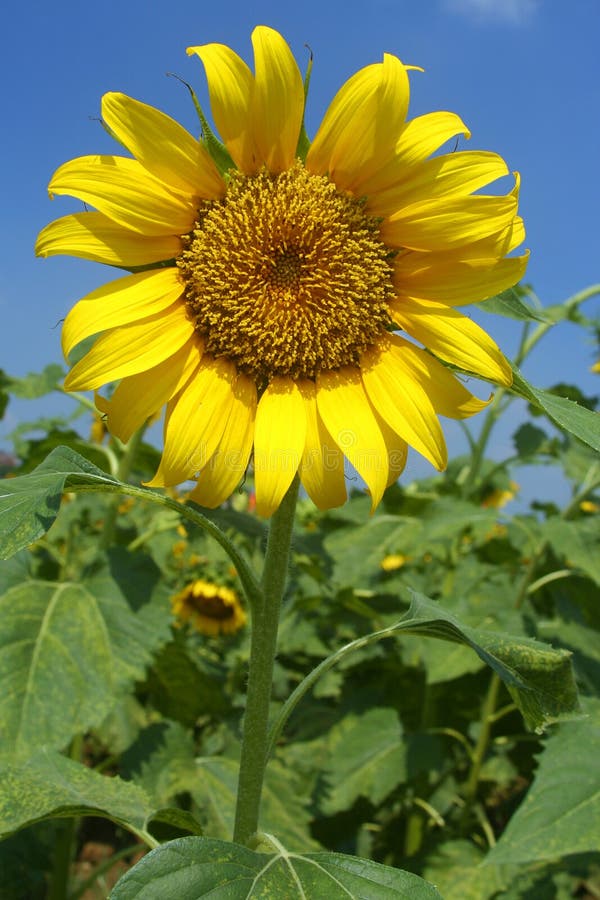 Sunflowers on the balcony stock photo. Image of afternoon 10731040