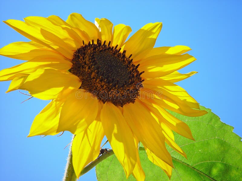 Girasol en el sol .