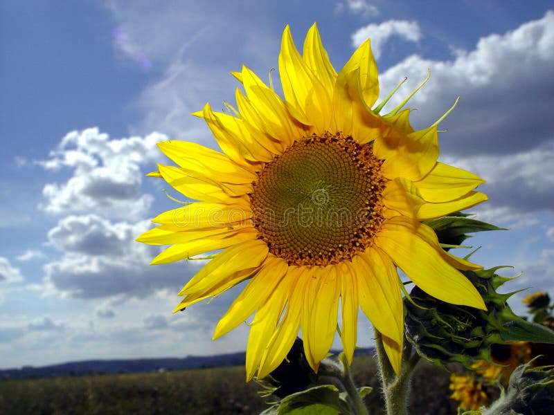 Sunflower