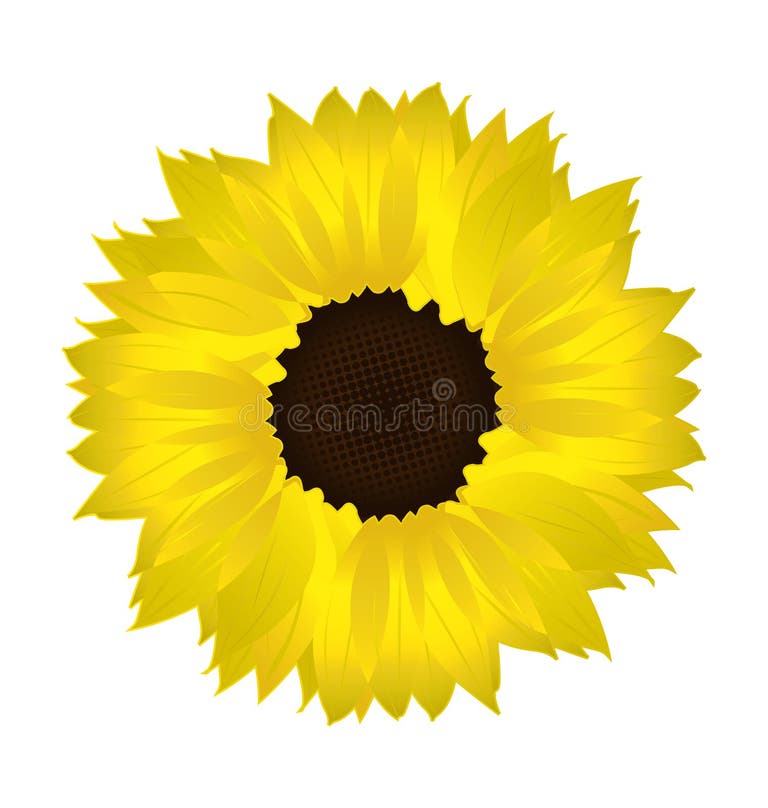 Sunflower Petals Stock Illustrations 5,317 Sunflower Petals Stock