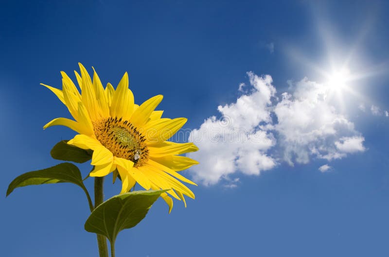 Sunflower against sunny sky