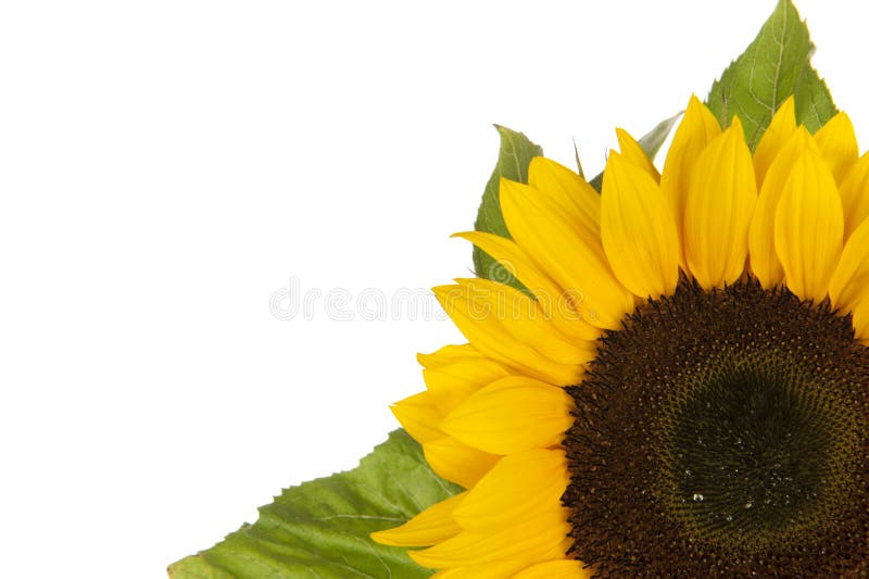 Sunflower, alias Helianthus annuus, in corner