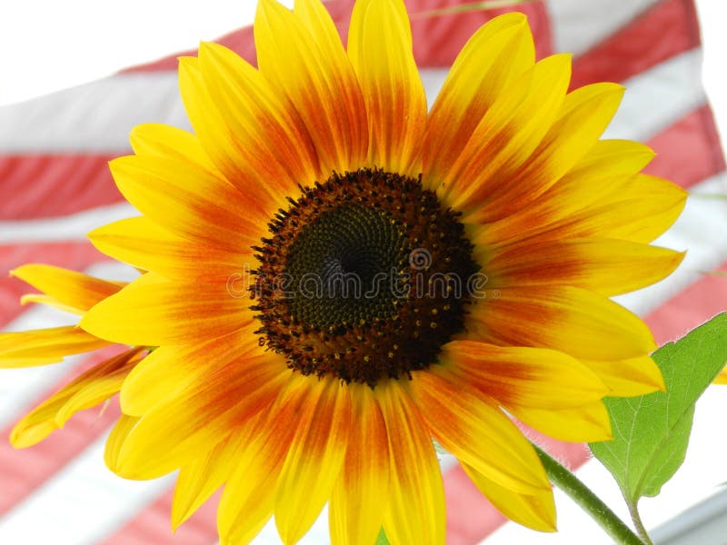 1,340 Sunflower Flag Stock Photos - Free & Royalty-Free Stock Photos
