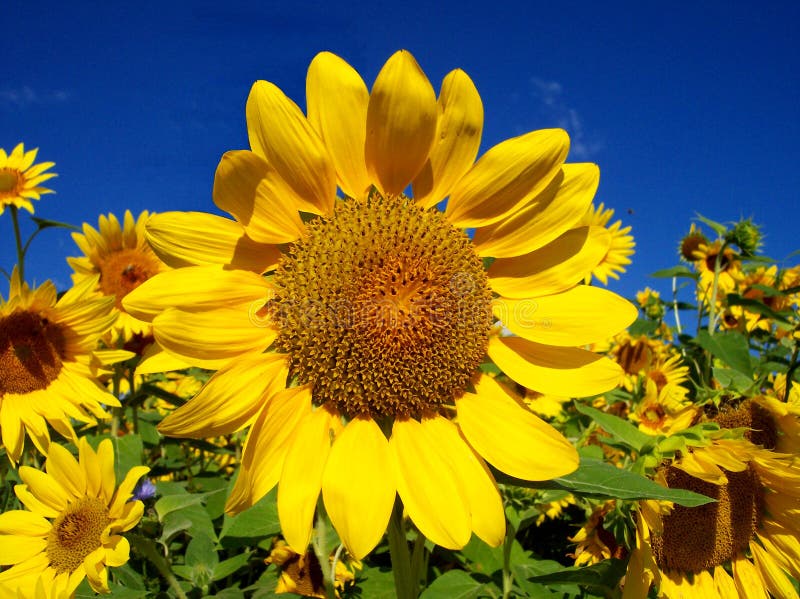 Girasol en de girasol.