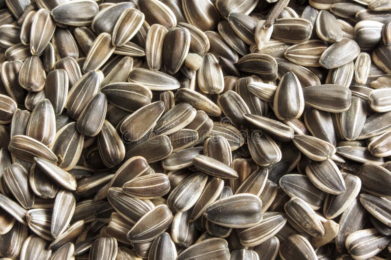 Sunflower as ingredient stock image. Image of agriculture 50221265