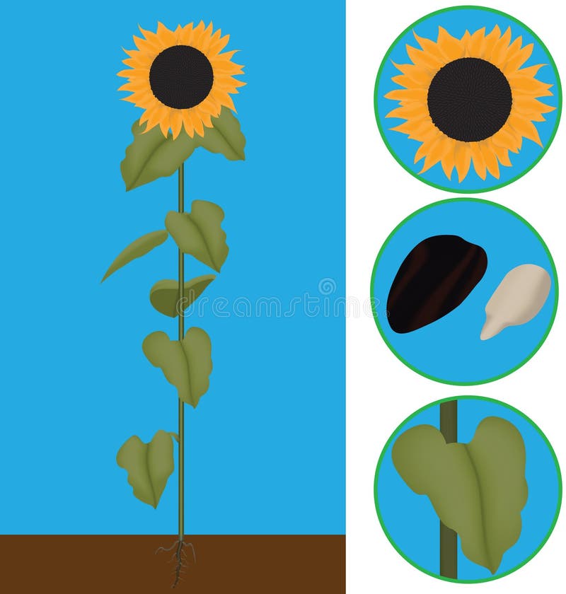 Sunflower Root Stock Illustrations 461 Sunflower Root Stock