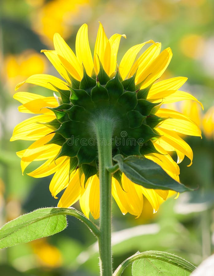 Sunflower, Back View of Blooming Sunflower Stock Image Image of