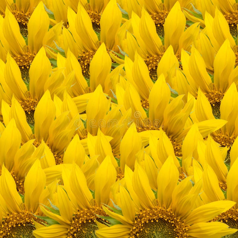 Sunflower background