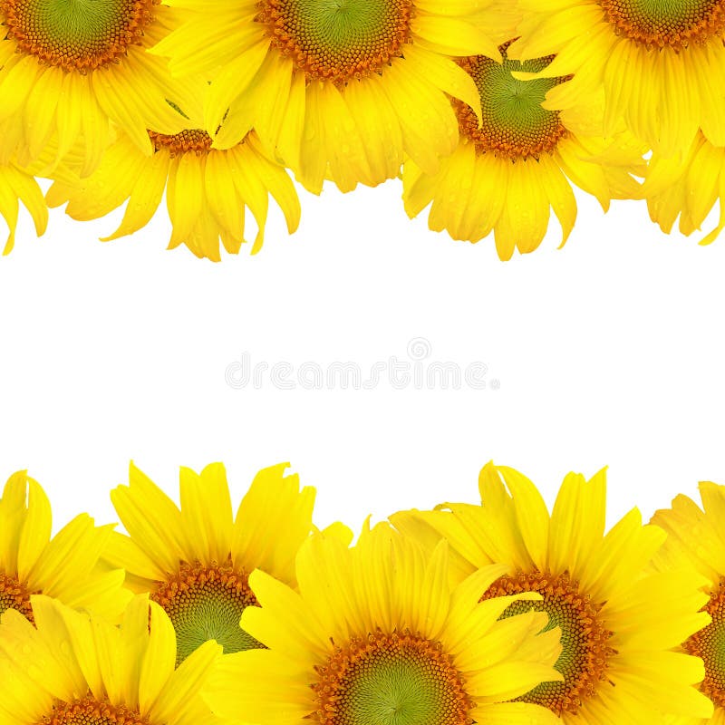 Sunflower background