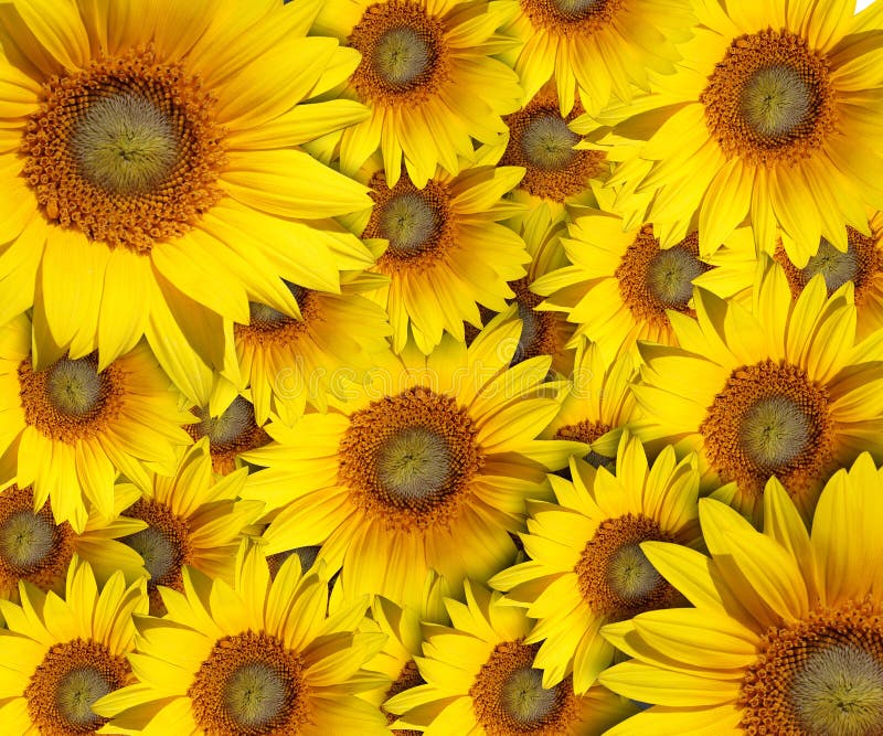 Sunflower Background