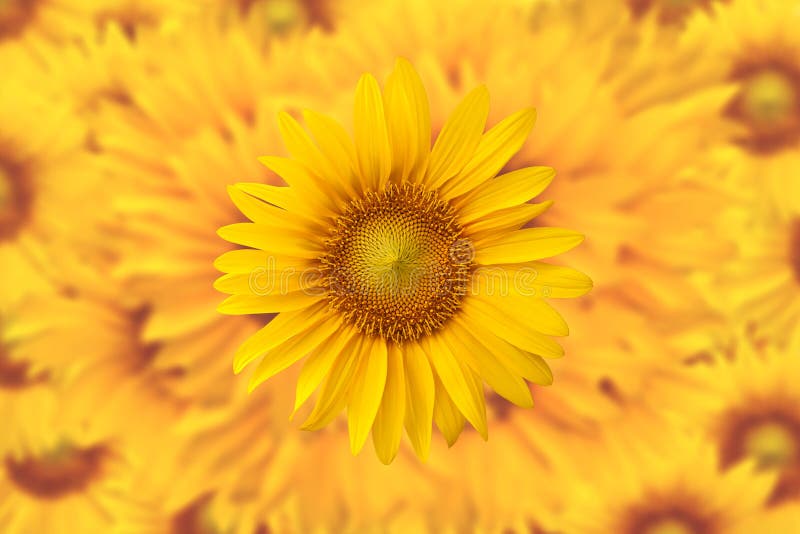 Sunflower background