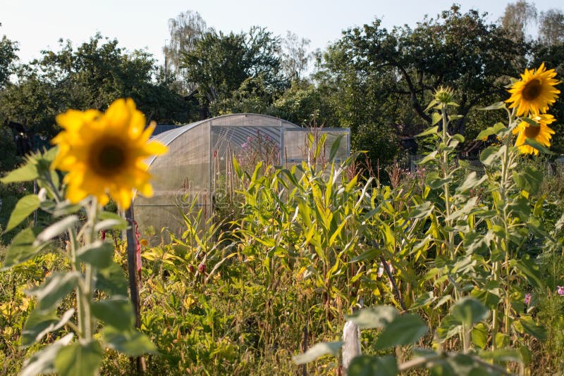 1,138 Sunflower Greenhouse Stock Photos Free & RoyaltyFree Stock Photos from Dreamstime