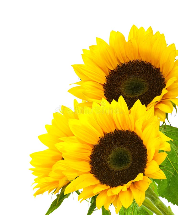 Sunflower Background Image Isolated on White Stock Photo - Image of spring, white: 13247756