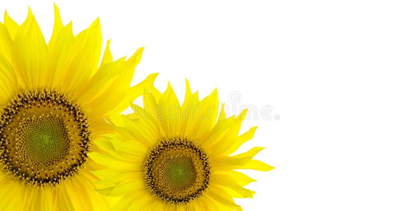 Sunflower background with place for your text