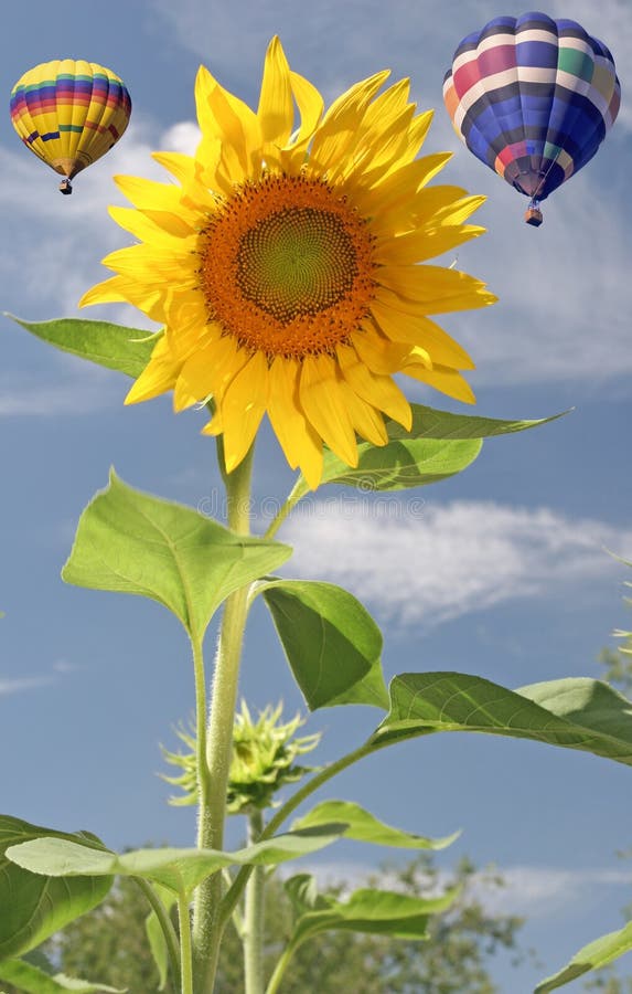 Sunflower and Balloons