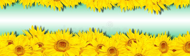 Sunflower Banner Stock Photo - Image: 11760300