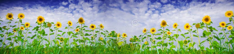 Sunflower banner