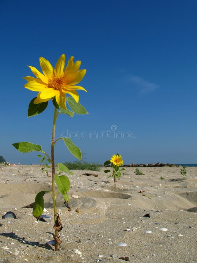 Sunflower on the beach stock image. Image of nature, beach 20093631