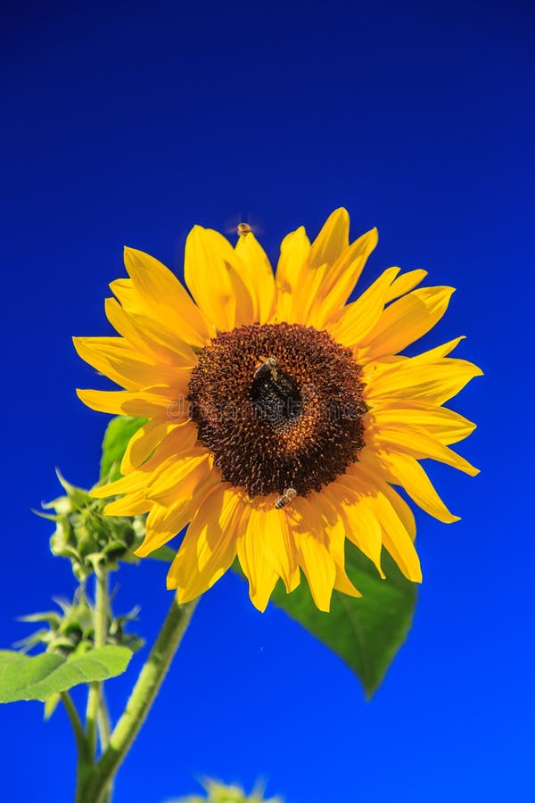 Sunflower stock photo. Image of yellow, blue, flower 42420442