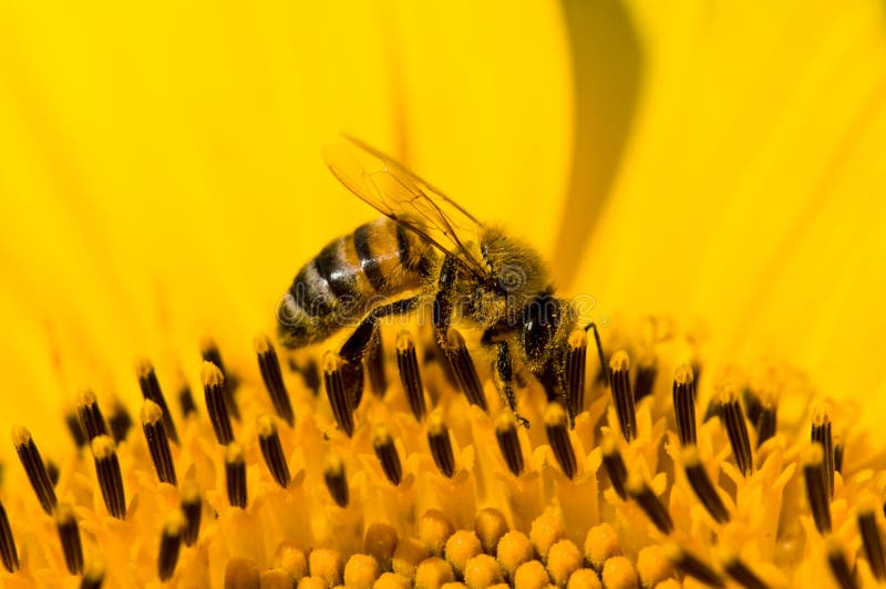 Sunflower and a bee. stock photo. Image of smell, blossom 10436416