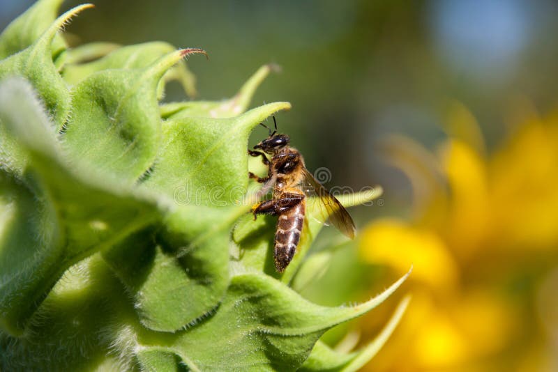 Sunflower and Bee stock photo. Image of autumn, foliage 66159734