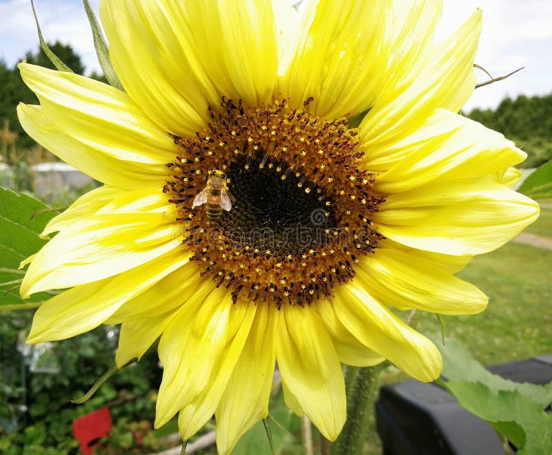 Sunflower, bee, bee collecting a nectar from a yellow sunflower stock photos Sunflower, bee, bee collecting a nectar from a yellow sunflower stock photos
