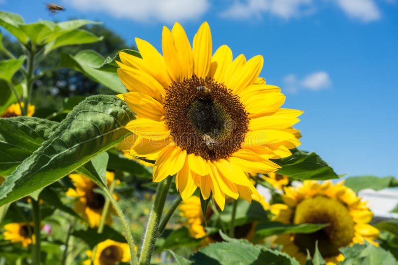 Sunflower with bee with blue sky