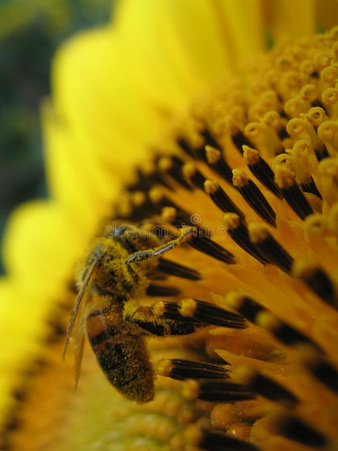 Sunflower and bee closeup