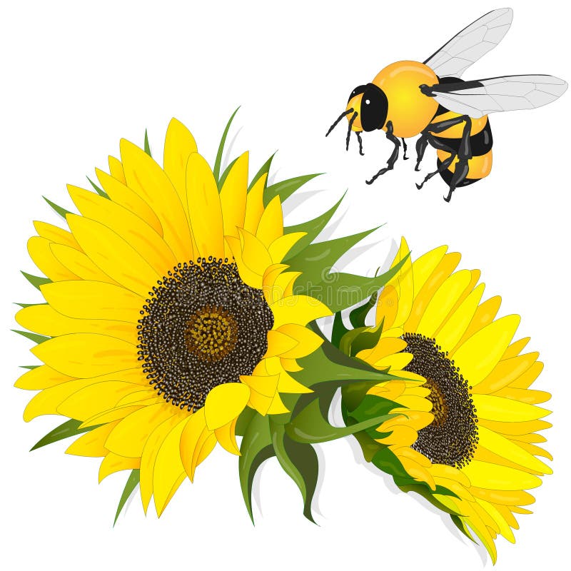 Sunflower with bee on white background.  Agriculture farming plant. Vector image