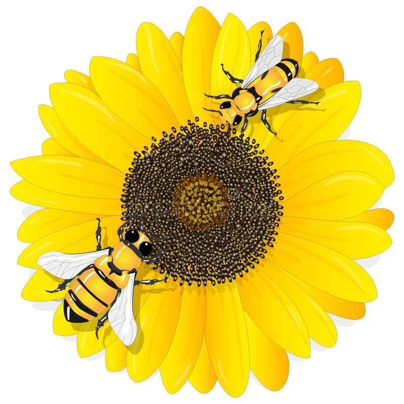 Sunflower Bee Stock Illustrations 829 Sunflower Bee Stock